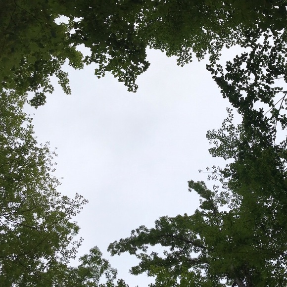 treeanne